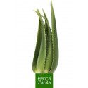 Planta Aloe Vera Viva Penca Zabila Ecologica