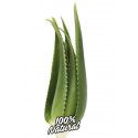 Aloe Vera Plant Live 2/3 years