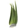 Planta Aloe Vera Viva Penca Zabila Ecologica