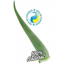 Aloe Vera Fresh Leaf  7-10 years
