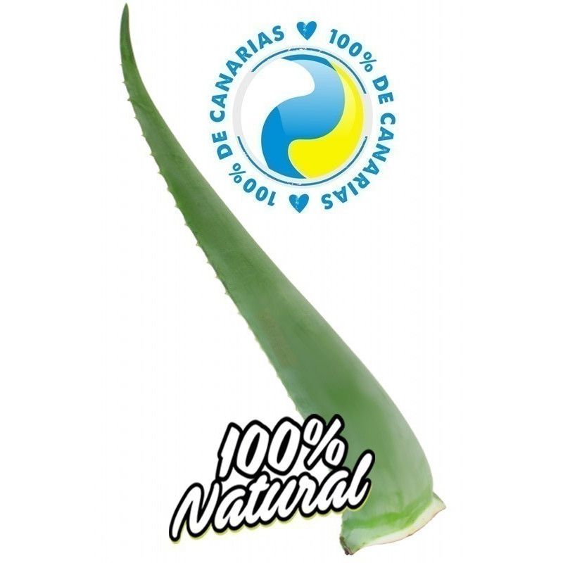 Aloe Vera Hoja Fresca Penca Zabila 12 años